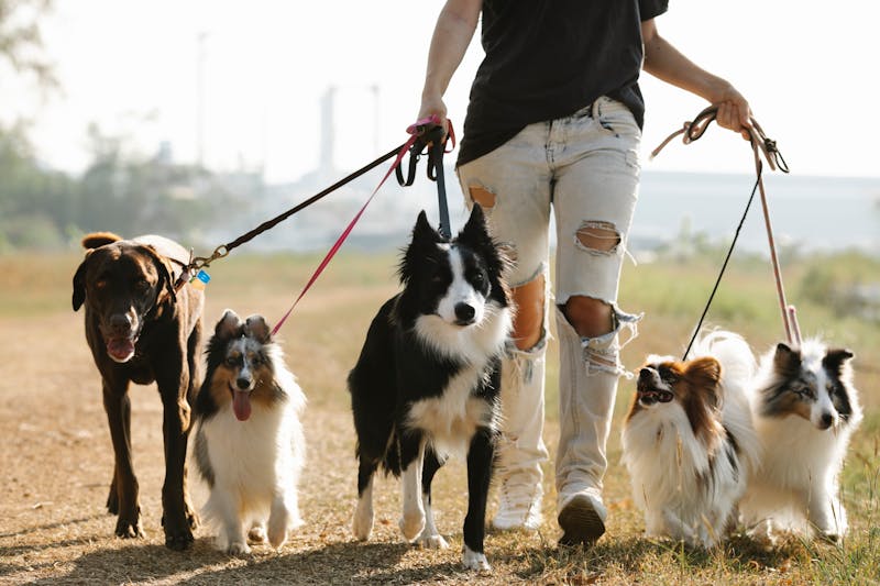Conseil en animalerie